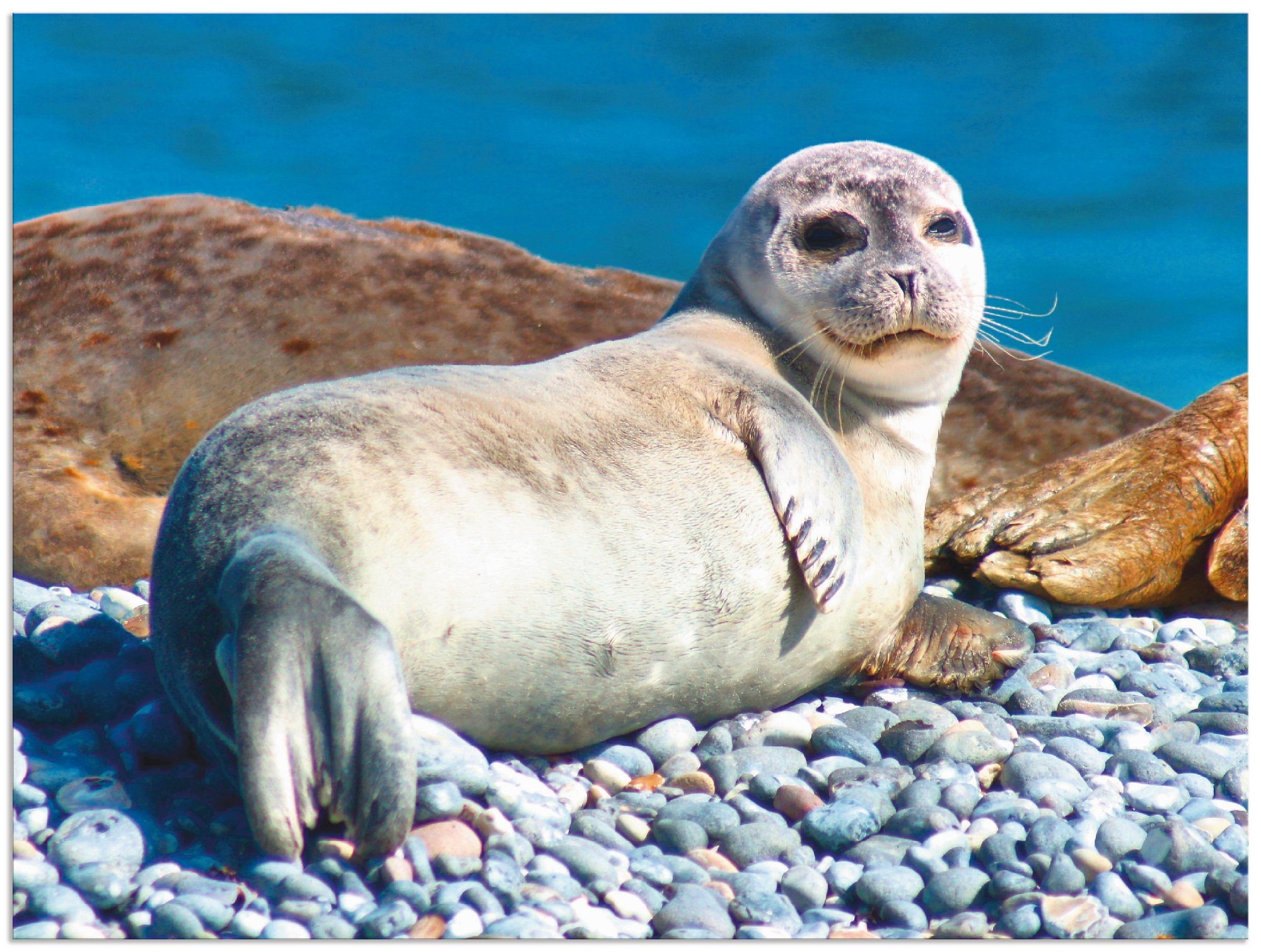 Artland Artprint Jonge zeehond op het strand van Helgoland in vele afmetingen & productsoorten - artprint van aluminium / artprint voor buiten, artprint op linnen, poster, muurstic