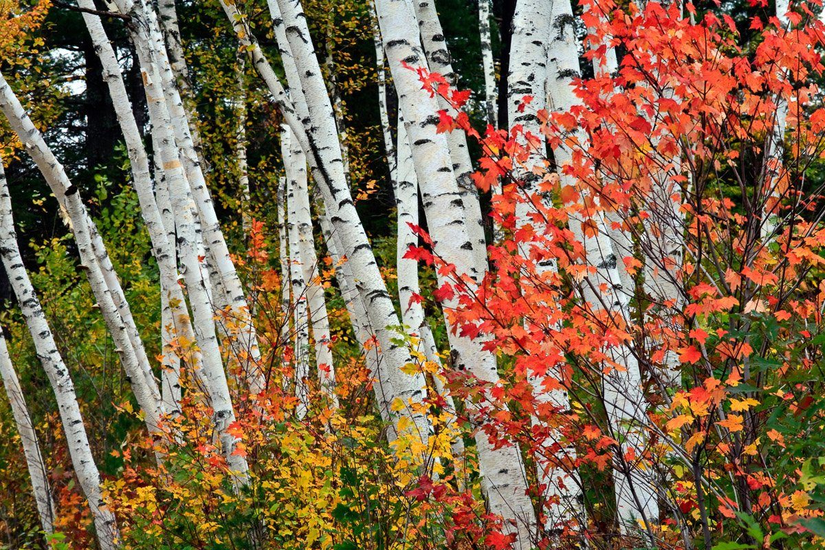 Papermoon Fotobehang Herbst Birkenwald