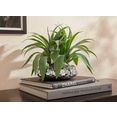 guido maria kretschmer homeliving kunstplant agatelo succulenten, in een pot groen