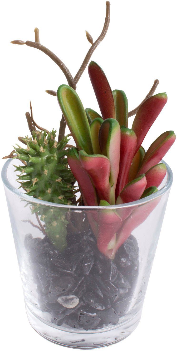 Botanic-Haus Kunst-potplanten Vetplanten arrangement in het glas (set, 2 stuks)