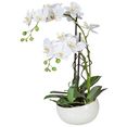 creativ green kunstplant orchidee (1 stuk) wit