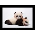 komar poster giant panda hoogte: 50 cm multicolor