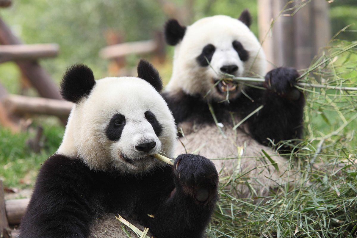 Papermoon Fotobehang Riesige Pandas