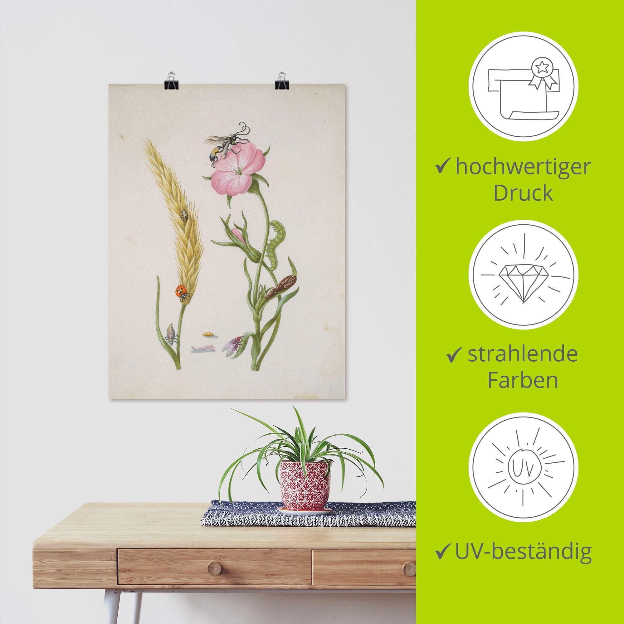 Artland Artprint Lieveheersbeestje korenaar larven en poppen. als artprint op linnen, muursticker of poster in verschillende maten