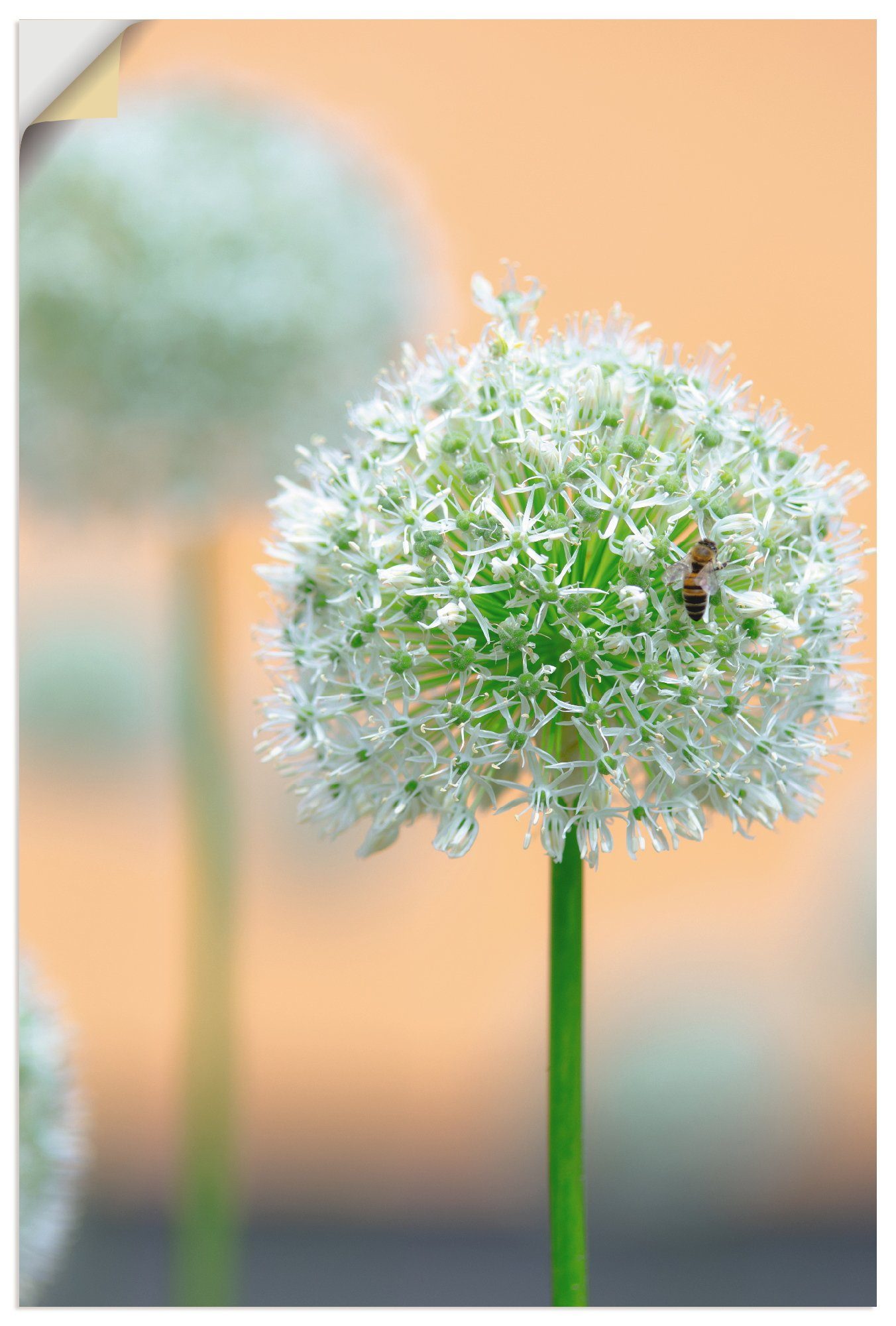 Artland artprint Großer Allium in Pastell