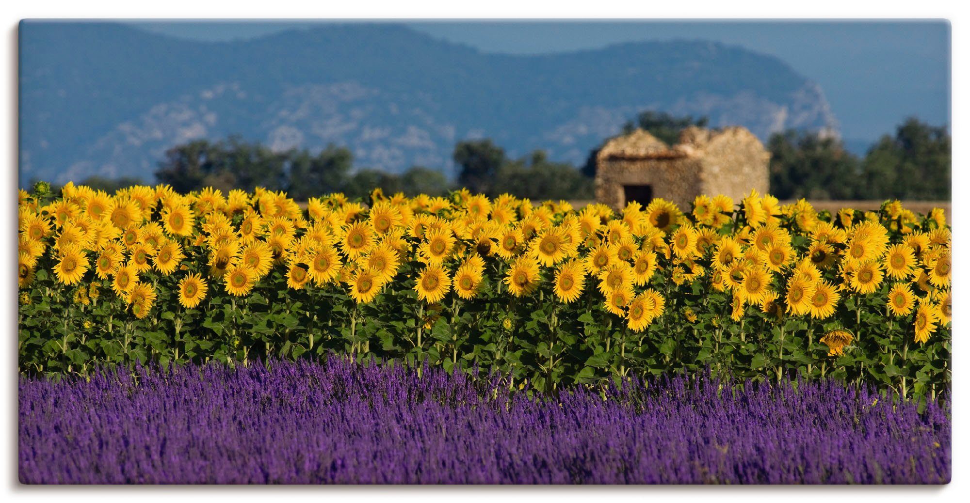 Artland Artprint Lavendel Zonnebloemen in de Provence in vele afmetingen & productsoorten - artprint van aluminium / artprint voor buiten, artprint op linnen, poster, muursticker /