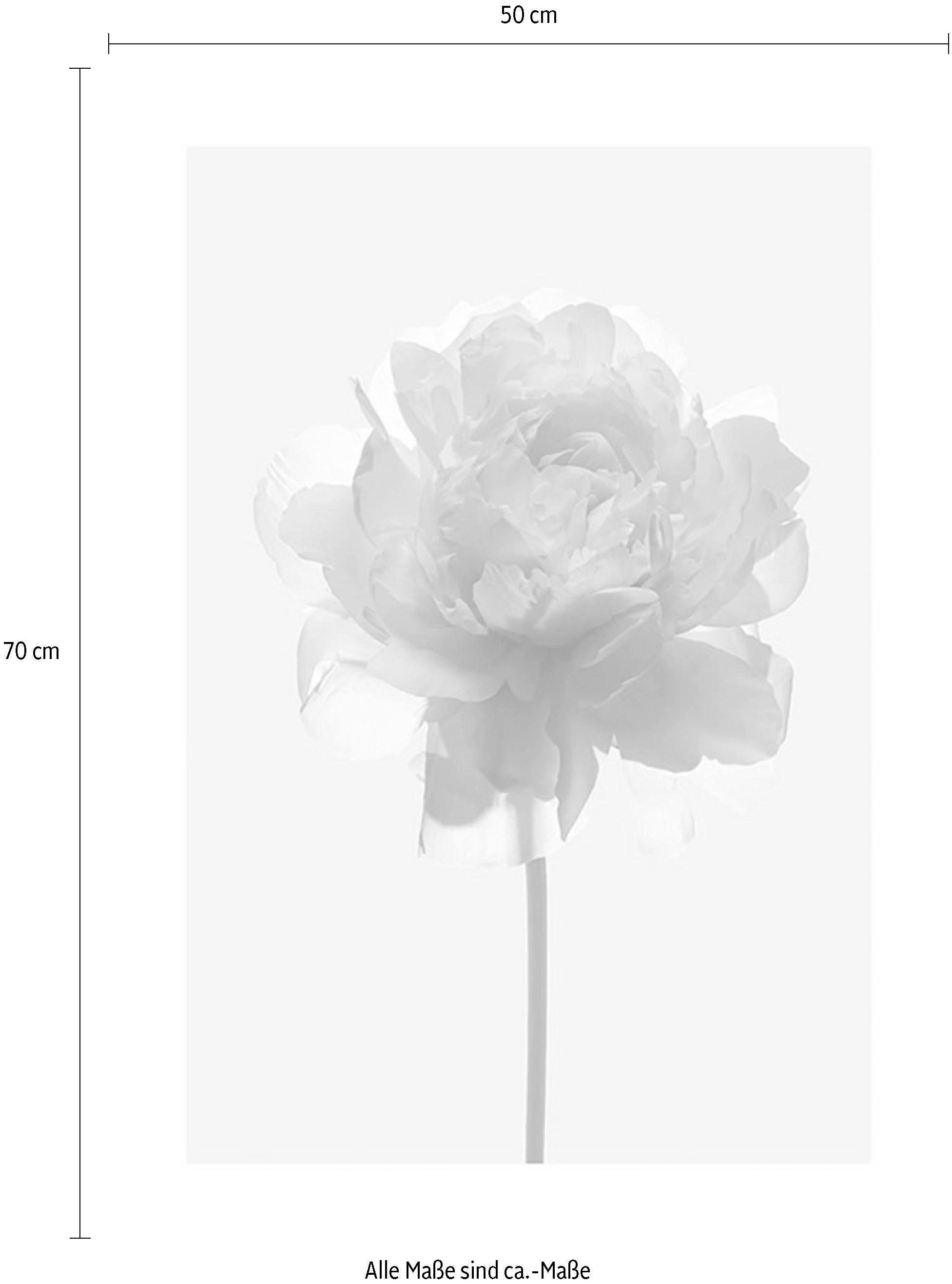 Komar Wanddecoratie Rosé Wanddecoratie - zonder lijst (1 stuk)