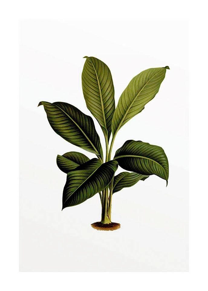 Komar Poster Elastica Leaf Hoogte: 70 cm