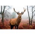 home affaire decoratief paneel edelhert in het bos 90-60 cm bruin