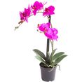 botanic-haus kunstorchidee orchidee bora roze