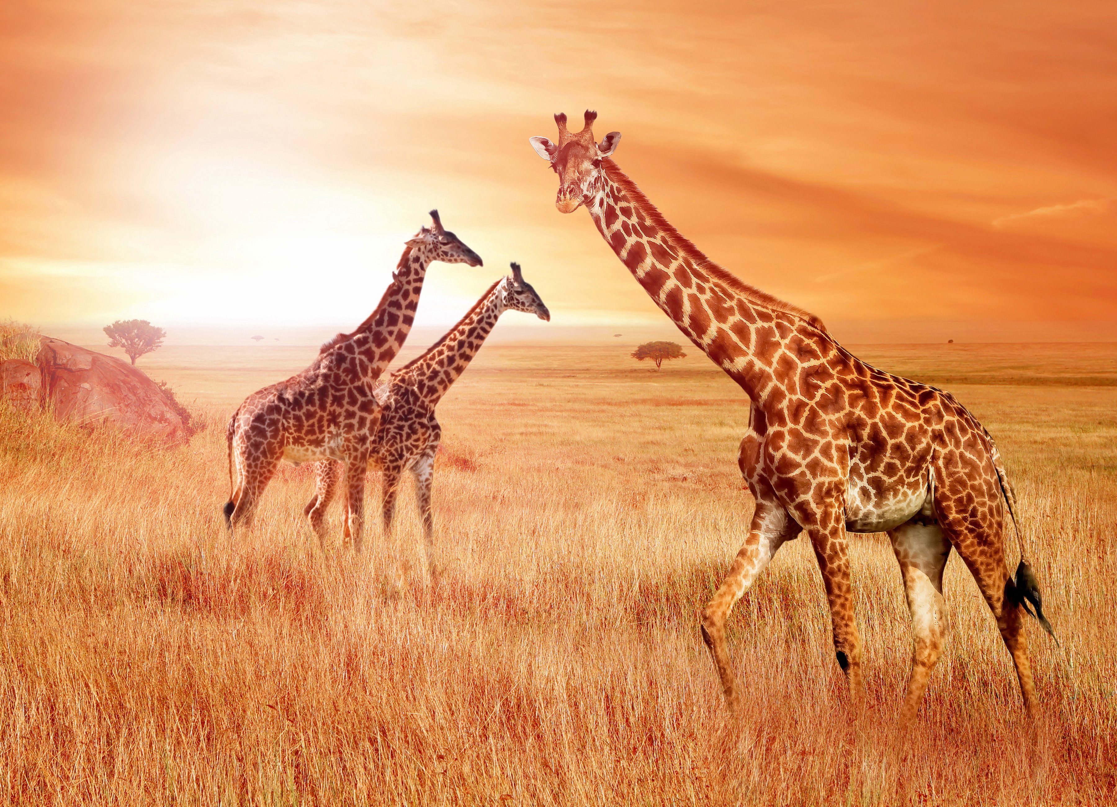 BMD fotobehang African Giraffes