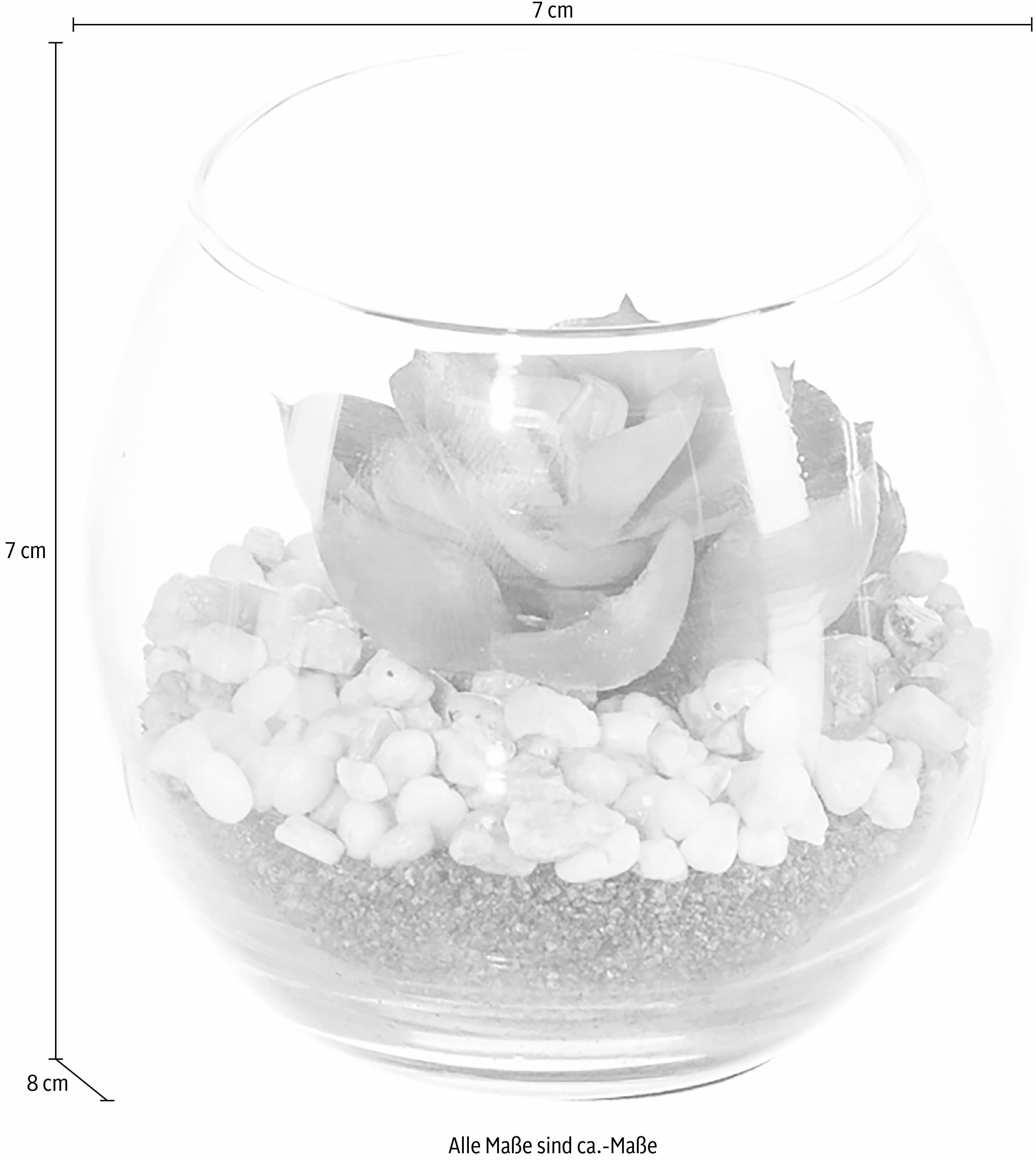 Creativ green Kunstplant Vetplanten (set, 3 stuks)