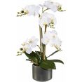 creativ green kunstplant orchidee wit