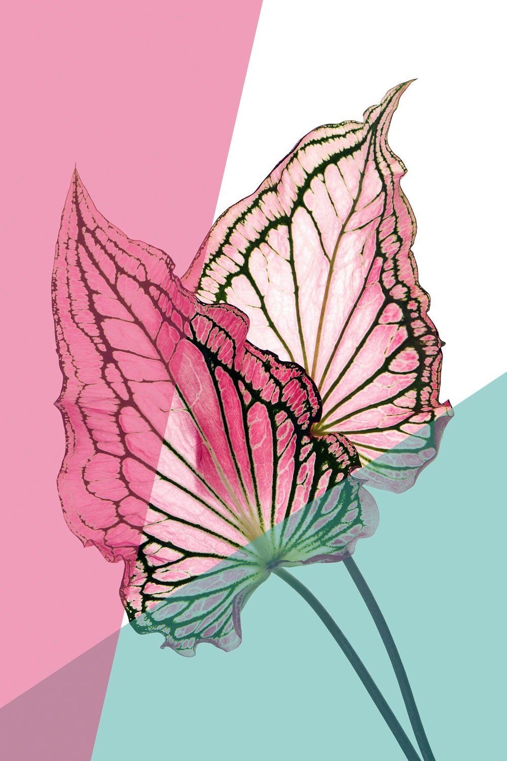 queence Artprint op acrylglas Bladeren Fine Art-print in galeriekwaliteit foto schilderijen maat 100 cm x 150 cm x 2,4 cm roze