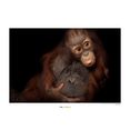komar poster bornean orang-oetang hoogte: 40 cm multicolor