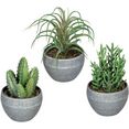 creativ green kunst-potplanten vetplanten in een melamine pot, set van 3 groen
