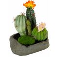 i.ge.a. kunstplant cactussen groen