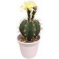 i.ge.a. kunstplant kogelcactus met bloem (1 stuk) wit