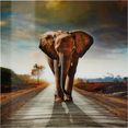 home affaire artprint op acrylglas olifant 100-100 cm multicolor