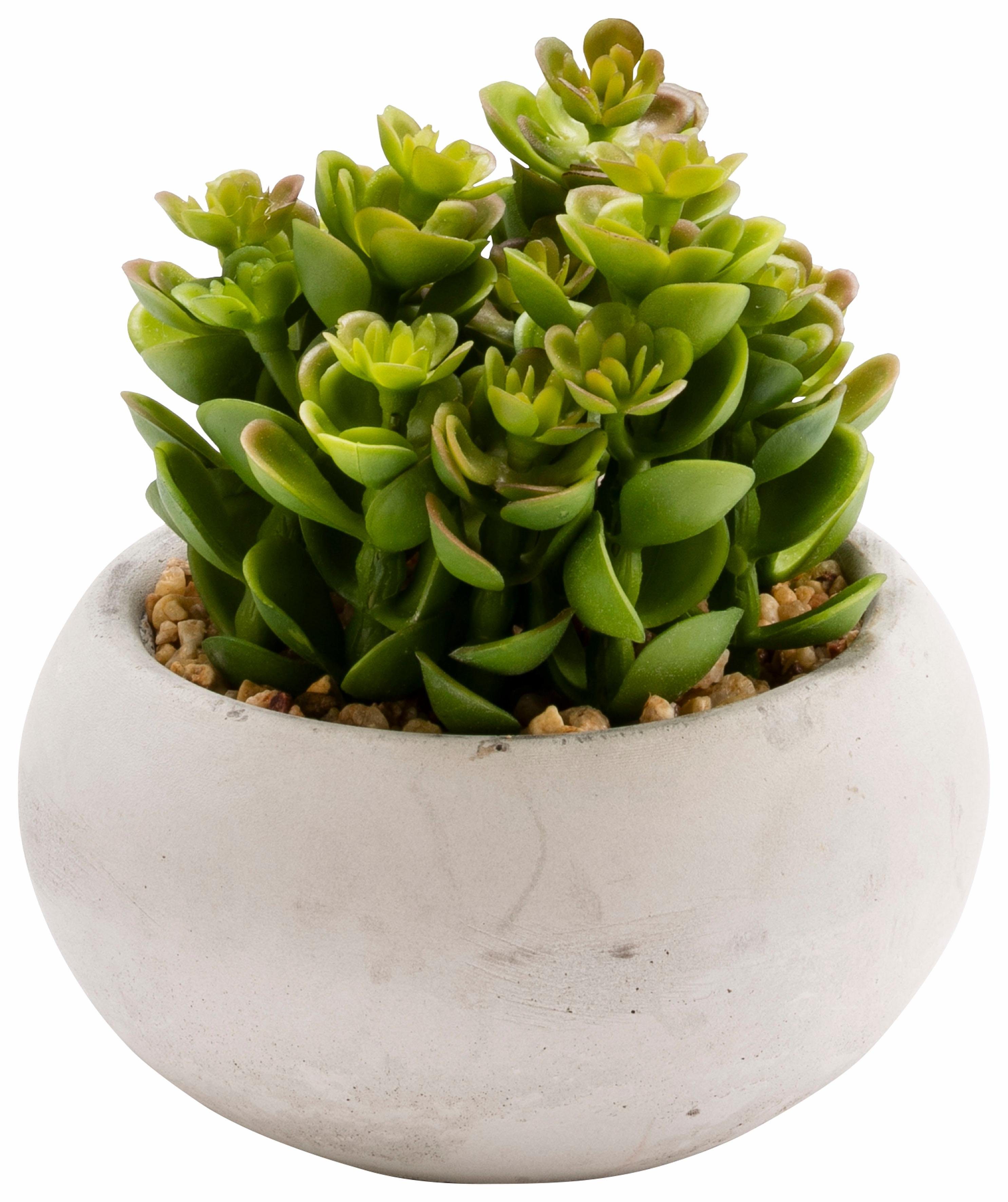 Creativ green Kunstplant Vetplanten (set, 3 stuks)