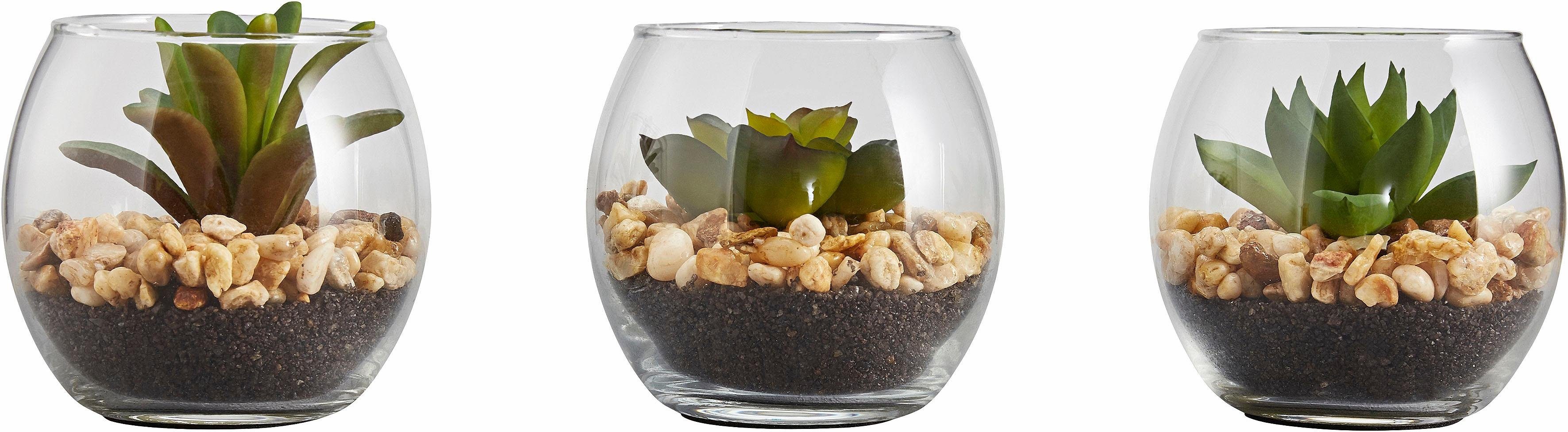 Creativ green Kunstplant Vetplanten (set, 3 stuks)