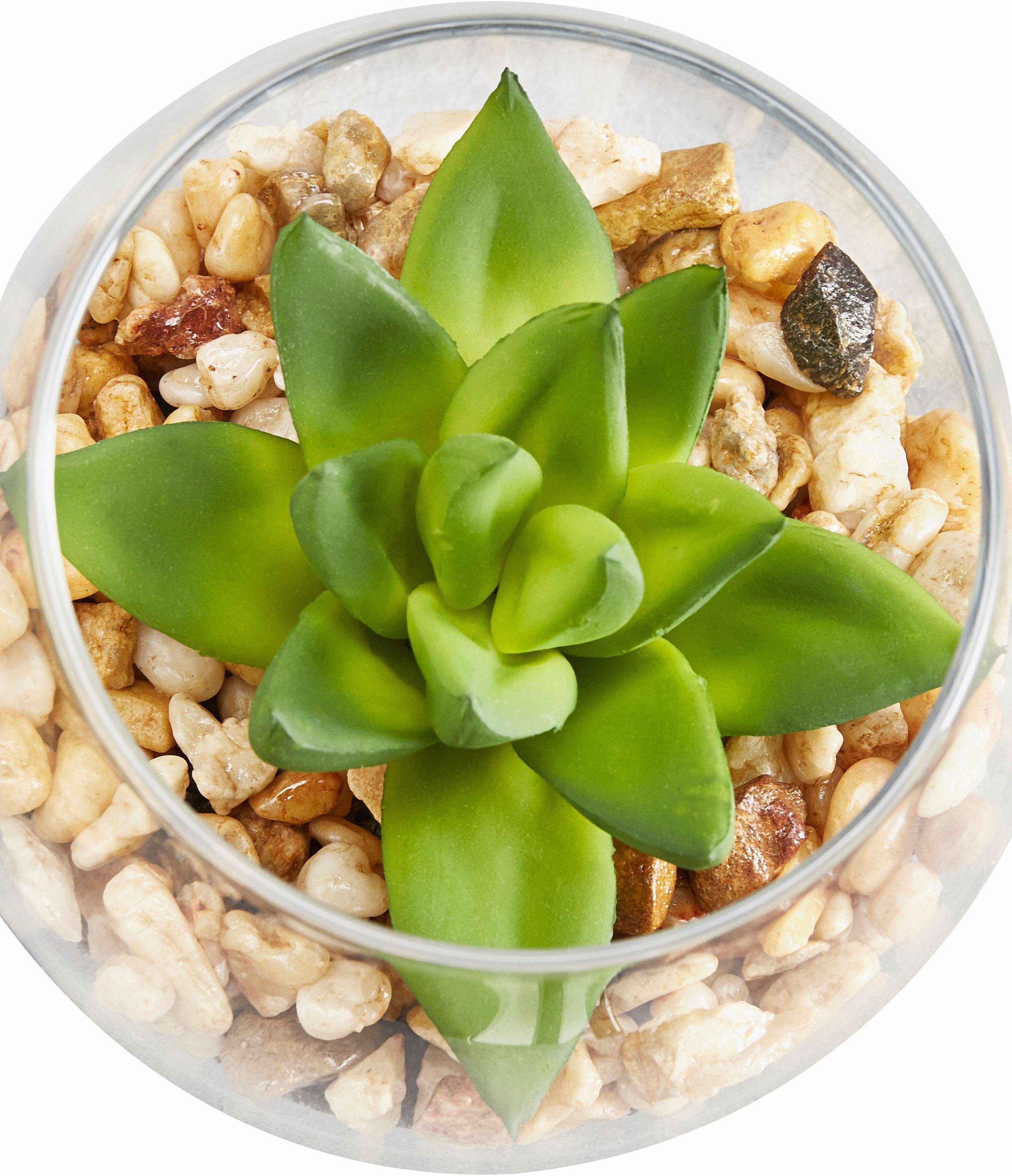 Creativ green Kunstplant Vetplanten (set, 3 stuks)