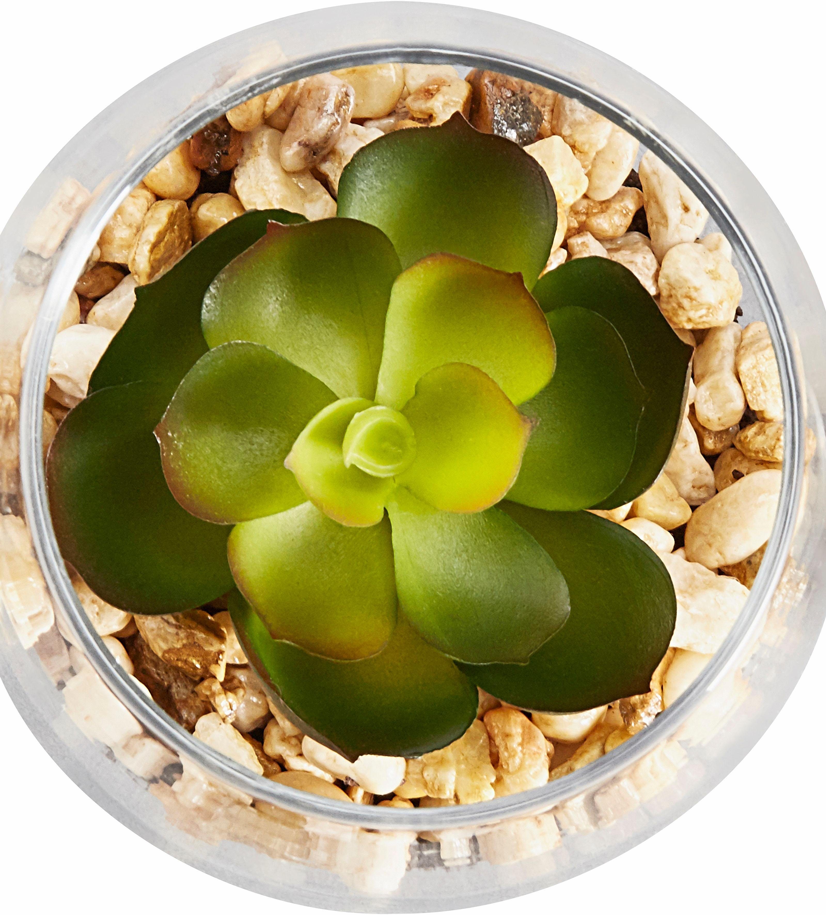 Creativ green Kunstplant Vetplanten (set, 3 stuks)