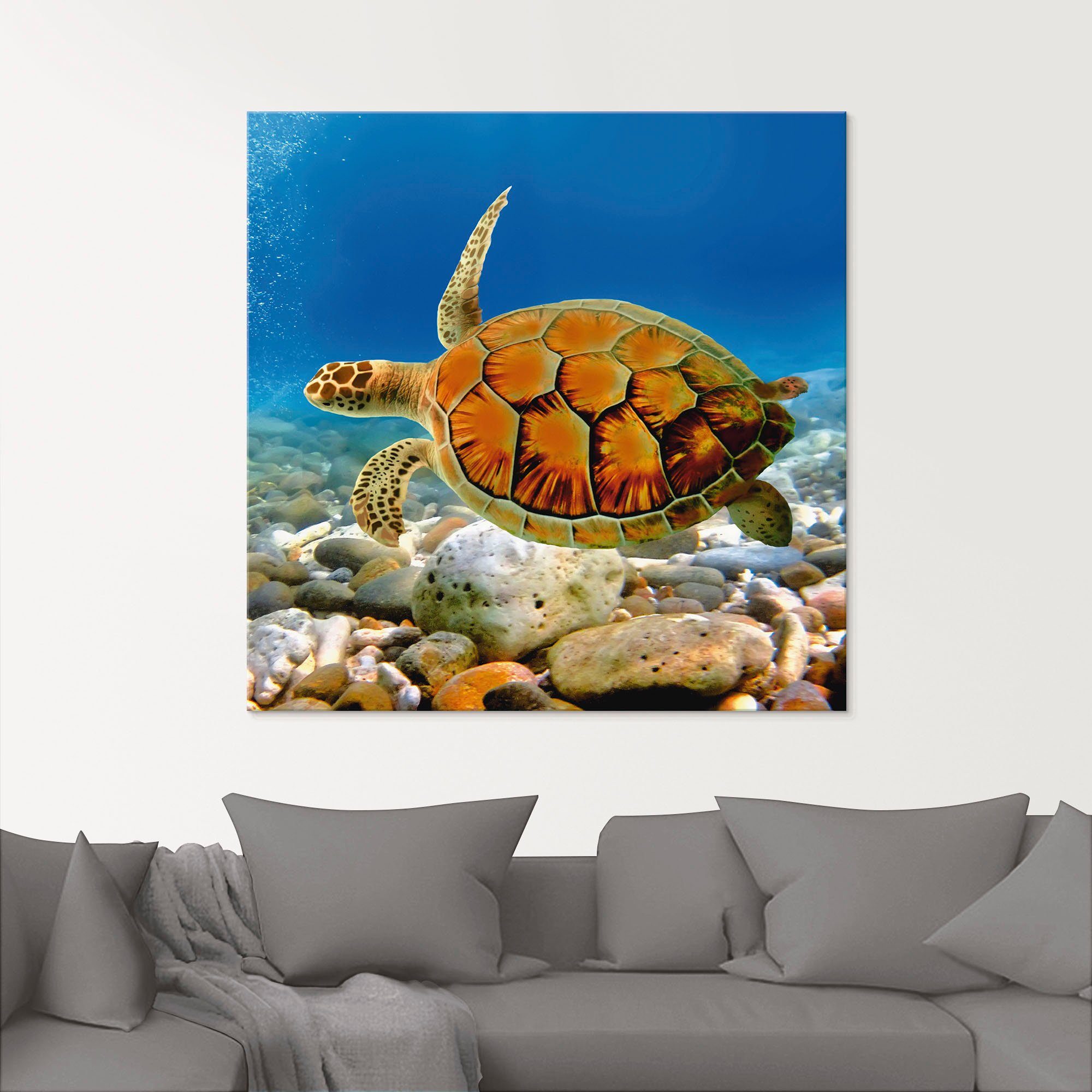 Artland Print op glas Schildpad in verschillende maten