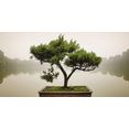 home affaire print op glas panom: chinese bonsaiboom 100x50 cm groen