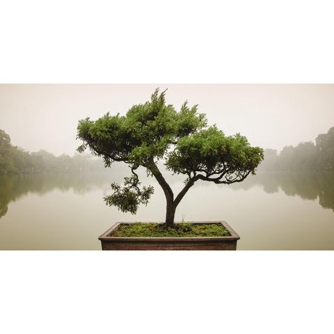 HOME AFFAIRE glazen artprint, Panom: Chinese bonsaiboom, 100x50 cm