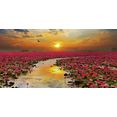 home affaire print op glas s. plumson: zonneschijn fleurige lotusbloem in thailand 100x50 cm oranje