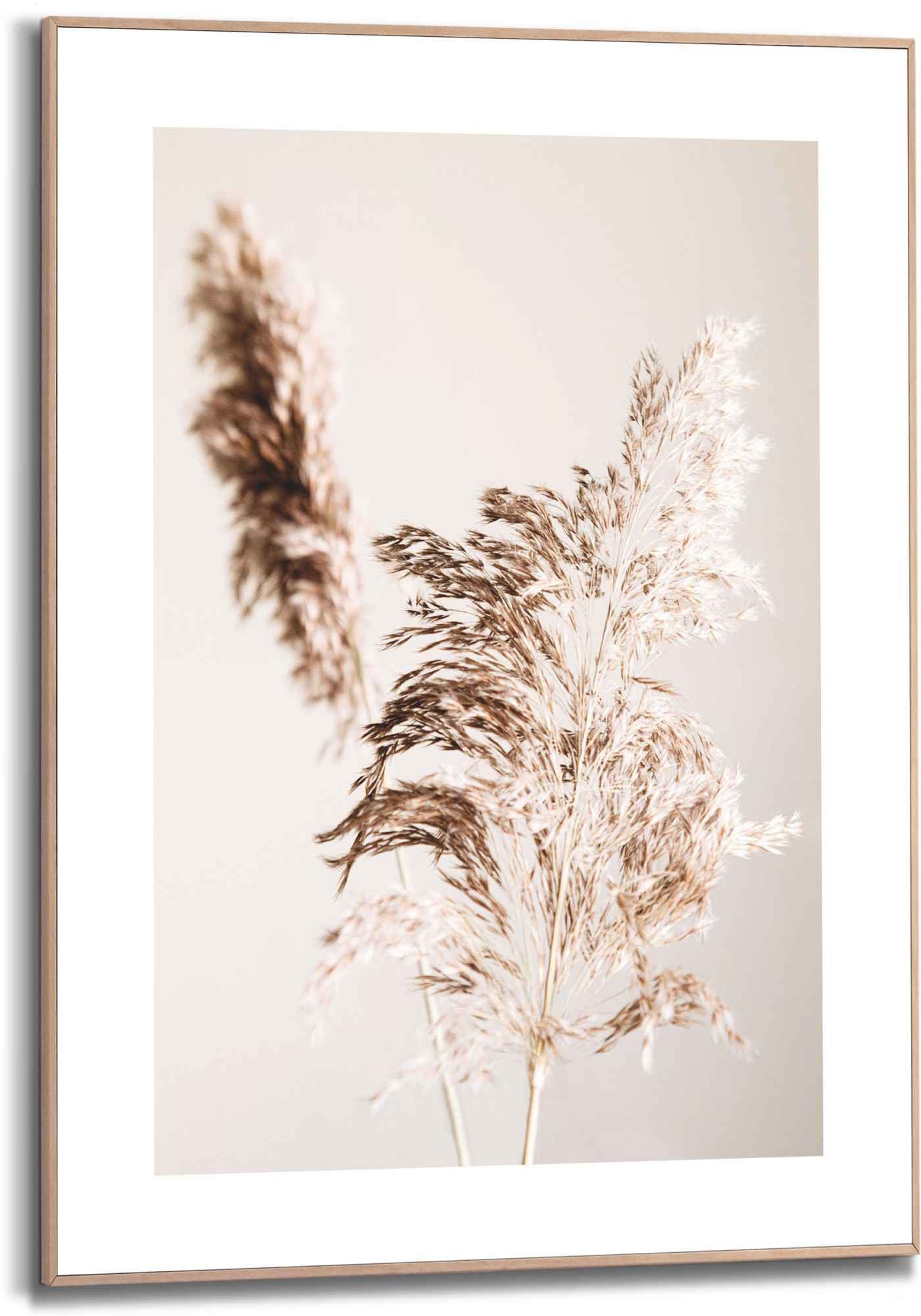 Reinders! Wanddecoratie Ingelijste afbeelding pampagras ecru - plant