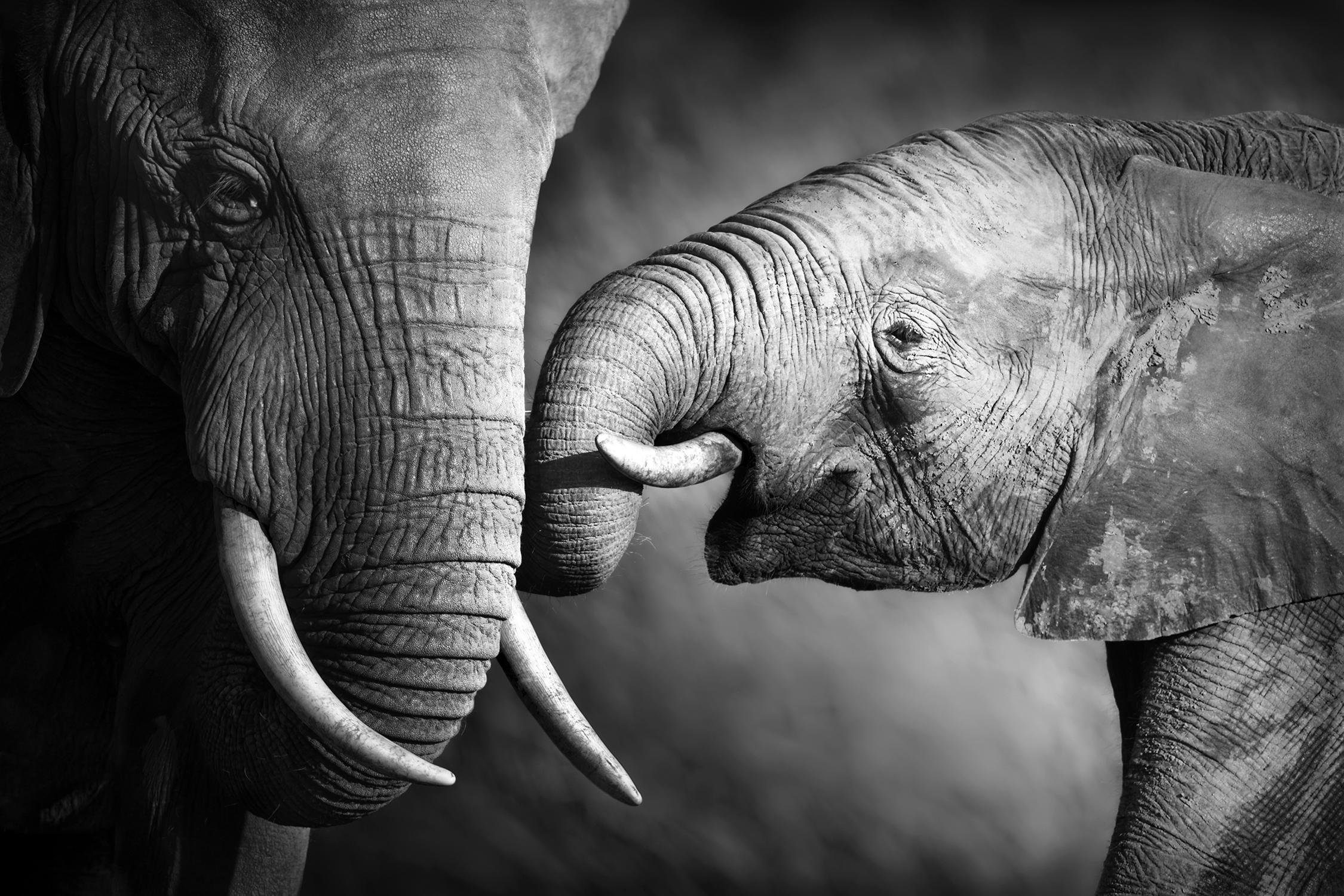 queence Artprint op linnen Olifant Premium canvasstof, handgemaakt in Duitsland, 60x40cm foto schilderijen multicolor