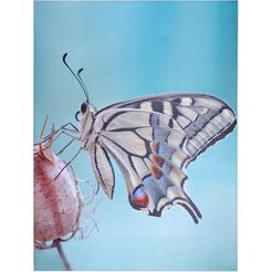hofmann living and more led-wanddecoratie vlinder 60-80 cm multicolor