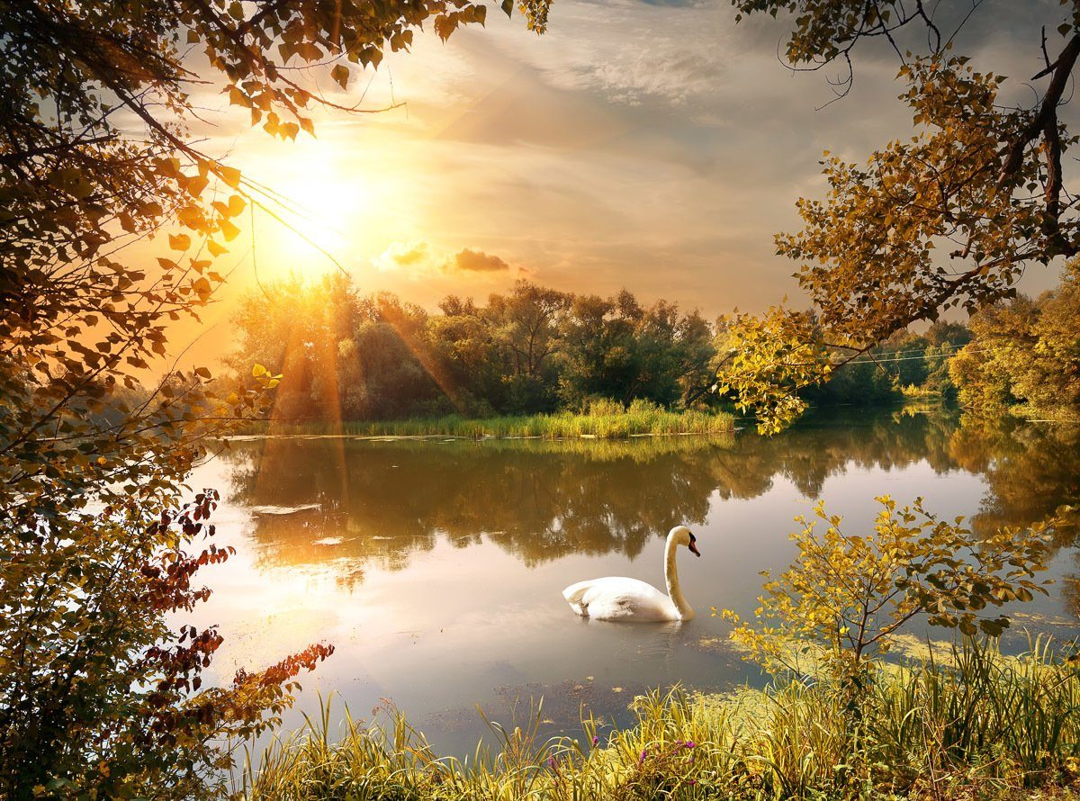 Papermoon Fotobehang Schwan am Teich