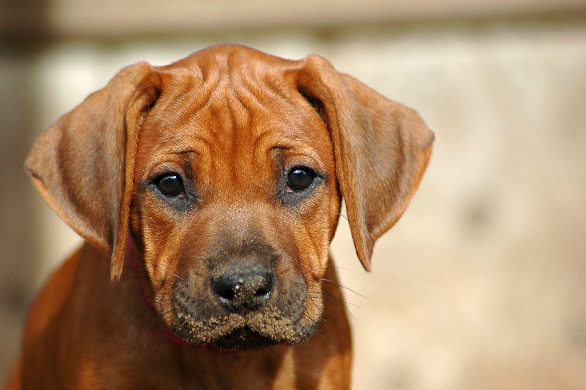 Papermoon Fotobehang Rhodesian Ridgeback Welpe