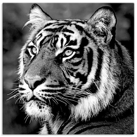 Artland artprint Tiger
