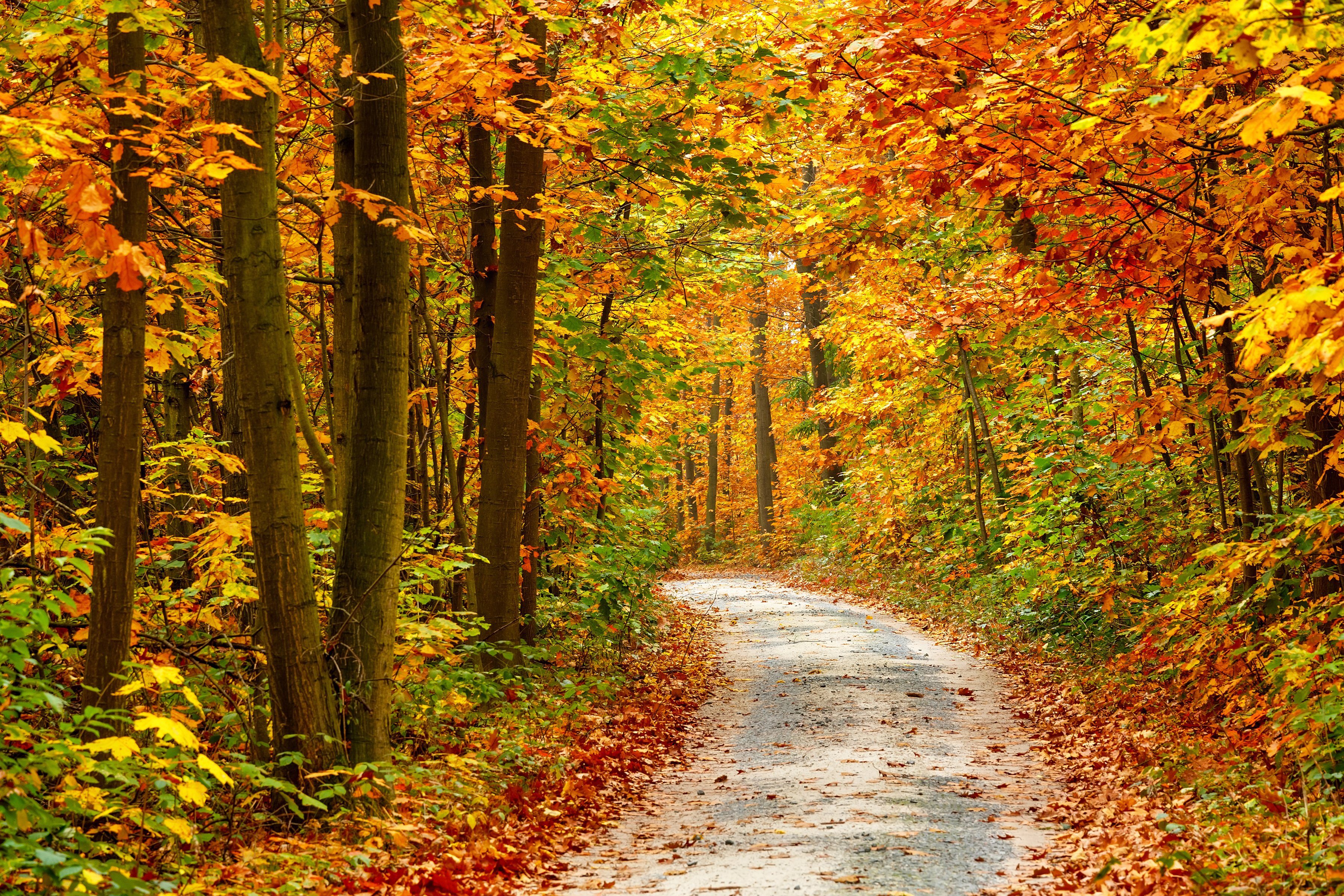 Papermoon Fotobehang Pathway in Colorful Autumn forest