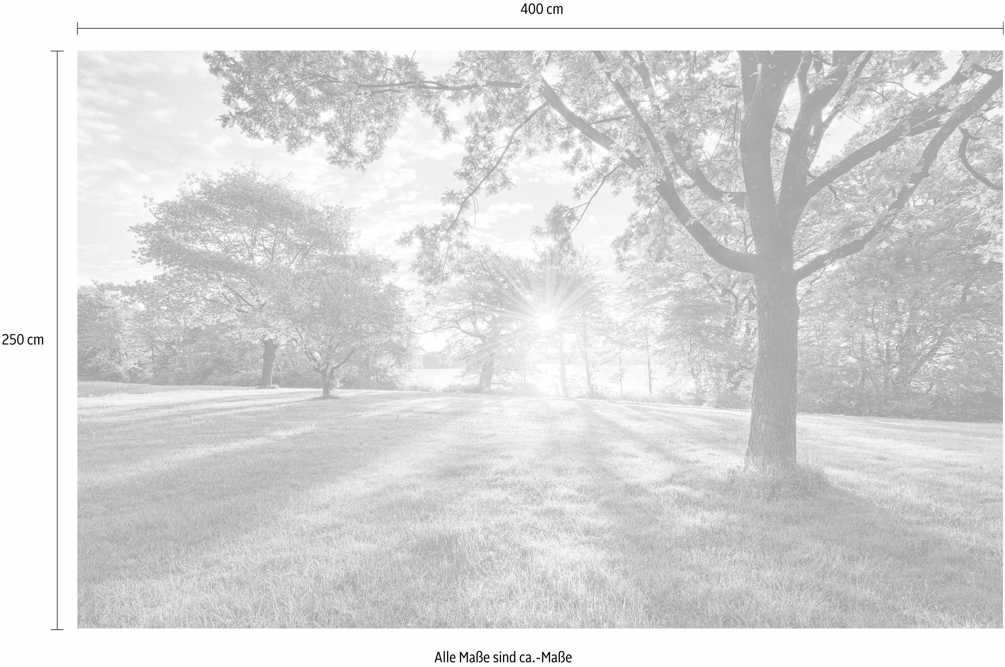 Komar Vliesbehang Digitale print vlies - Golden Moment - Afmeting 400 x 250 cm (1 stuk)