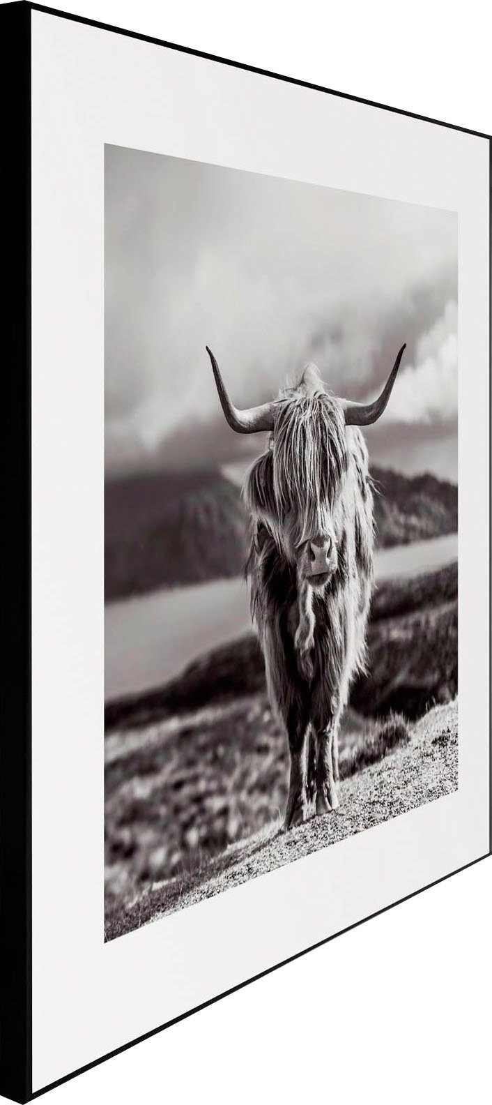 Reinders! Artprint Slim Frame Black 50x50 Highland Cow