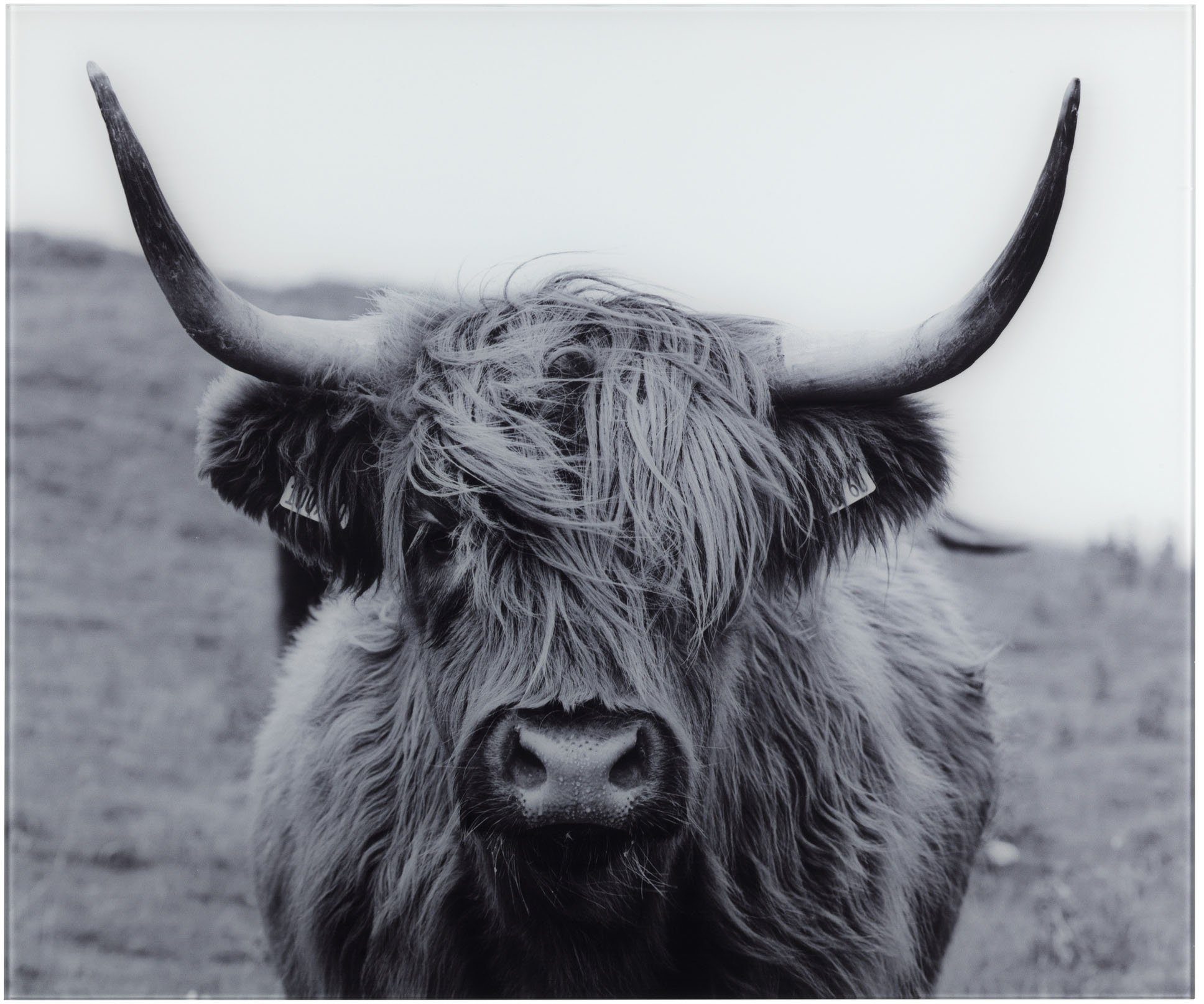 WENKO Keukenwand Highland Cattle gehard glas, 60x50 cm