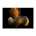 komar poster st. vincent parrot hoogte: 40 cm multicolor