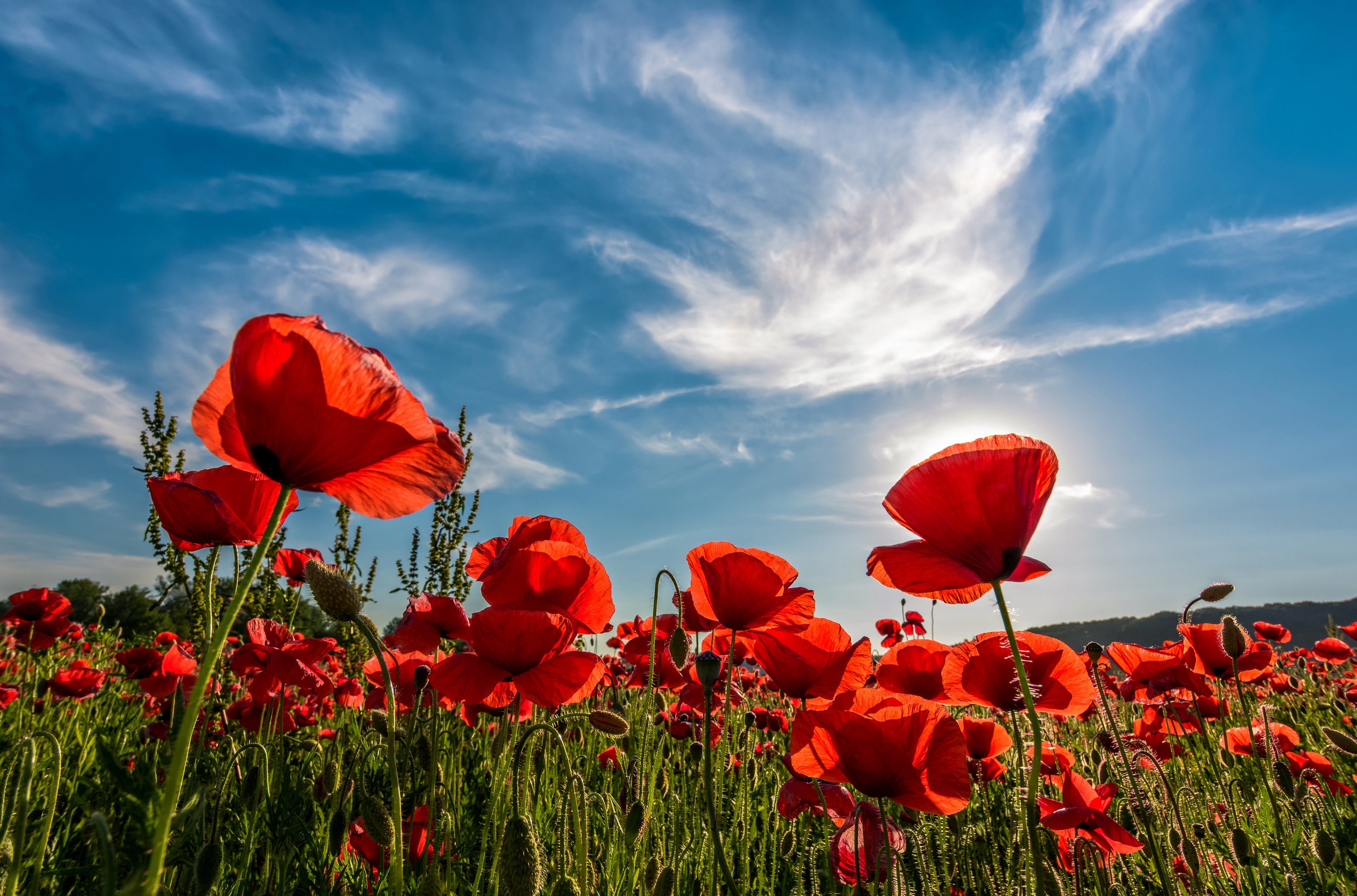 Papermoon Fotobehang Poppy Flowers Field