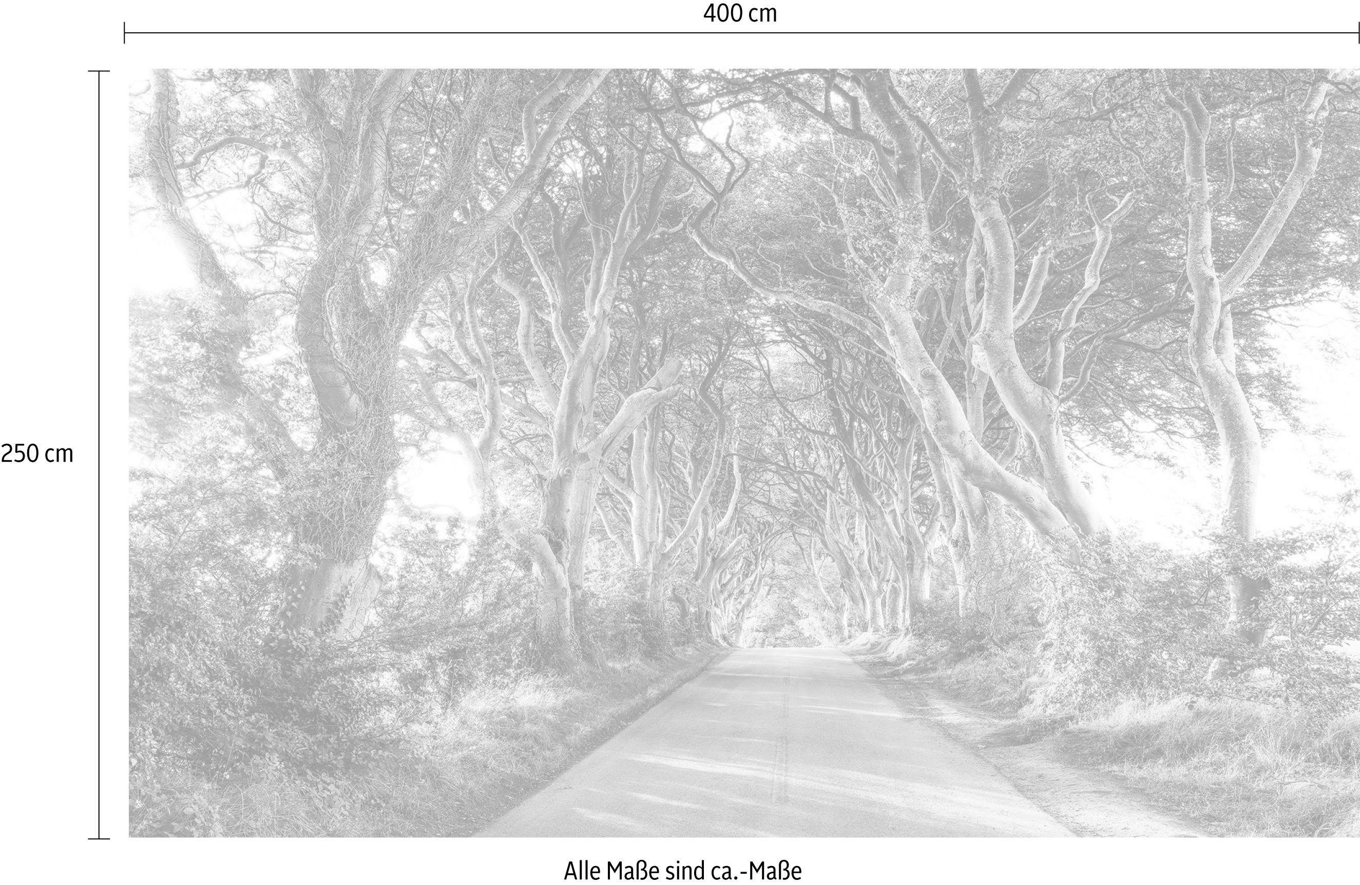 Komar Vliesbehang Digitale print vlies - Golden Hedges - Afmeting 400 x 250 cm (1 stuk)