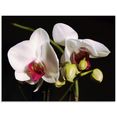 artland print op glas witte orchidee (1 stuk) zwart