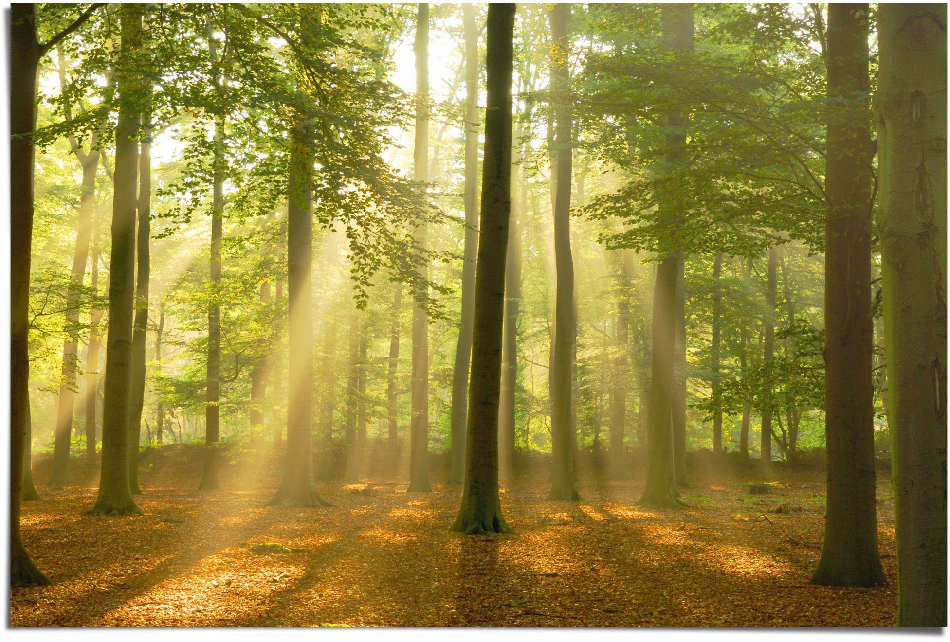 Reinders! Poster Verlicht bos