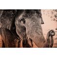 wall-art aluminium-dibondprint indian elephant 60-40 cm grijs