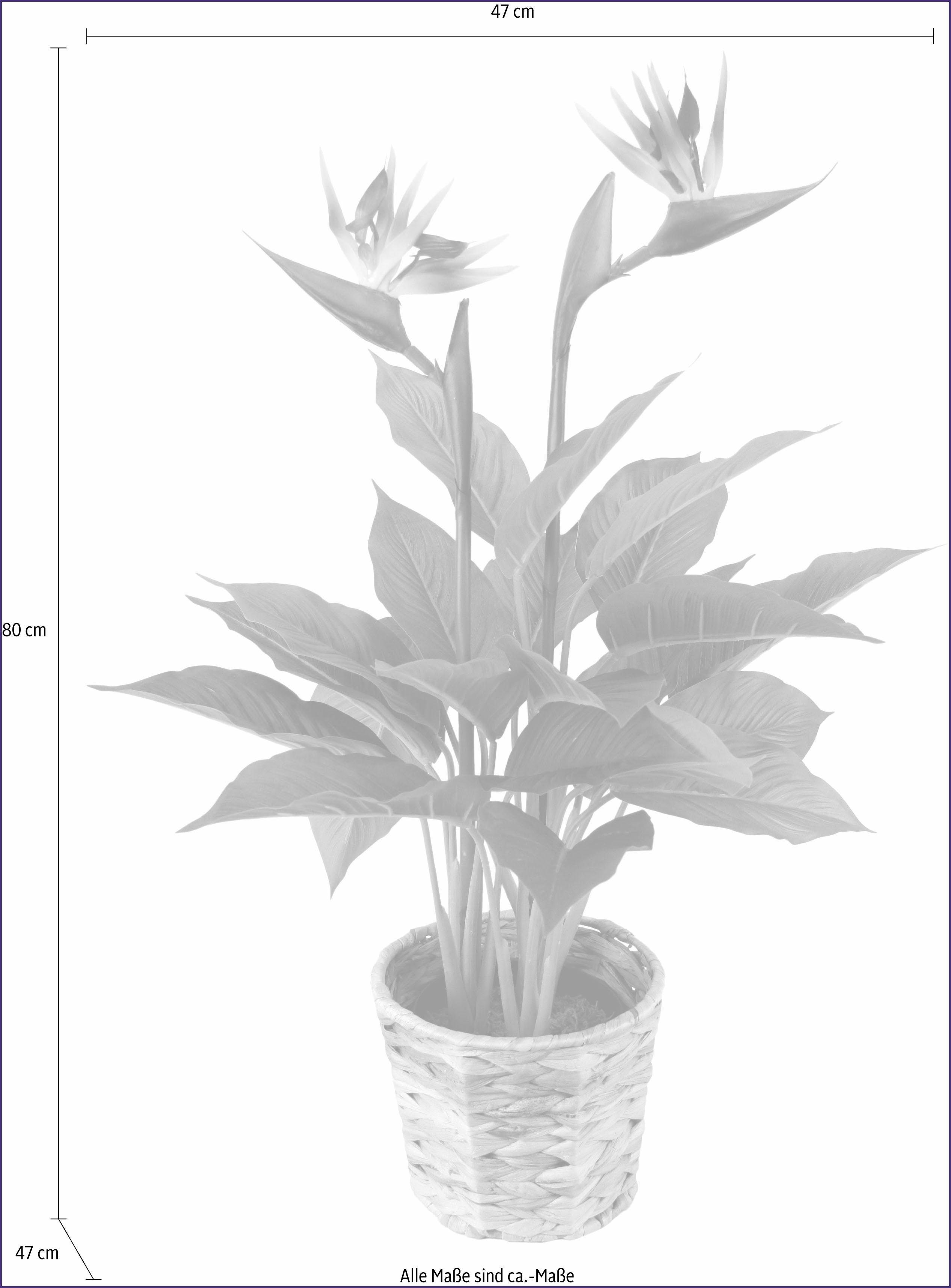 gezond verstand Huiswerk Heup I.GE.A. Kunstplant Paradijsvogelplant in pot van waterhyacint (1 stuk)  online kopen | OTTO