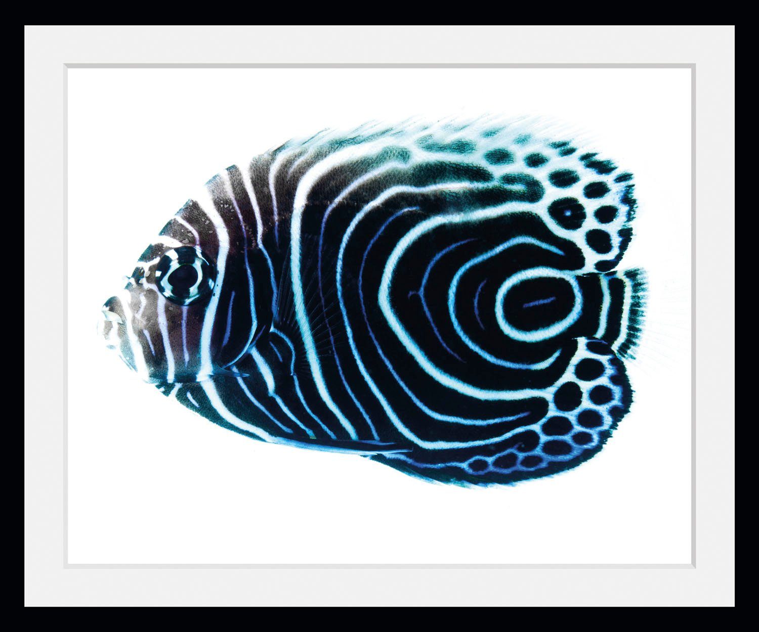 queence Wanddecoratie Dory HD premium posterdruk incl. houten lijst (1 stuk)