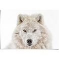 reinders! poster witte wolf (1 stuk) wit